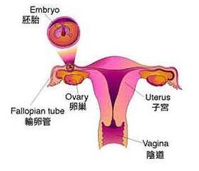 卵巢性不孕的症状有哪些